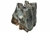 Fossil Woolly Rhino (Coelodonta) Tooth - Siberia #225594-2